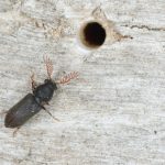 Borer And Other Pests